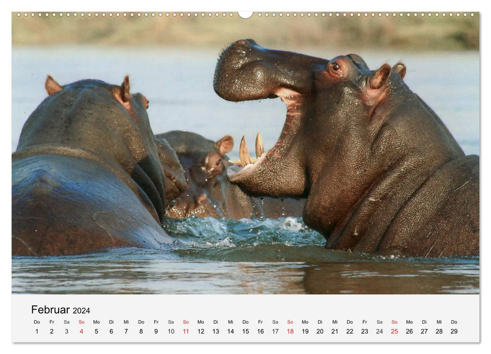 Les pachydermes d'Afrique. Hippopotames, rhinocéros et éléphants (Calendrier mural CALVENDO 2024) 