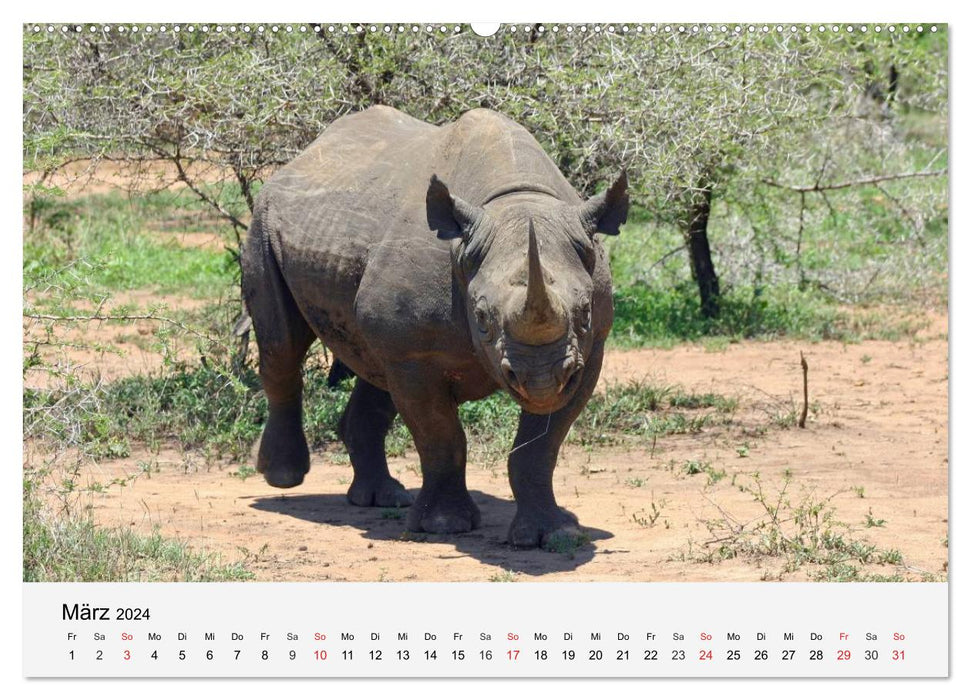 Les pachydermes d'Afrique. Hippopotames, rhinocéros et éléphants (Calendrier mural CALVENDO 2024) 