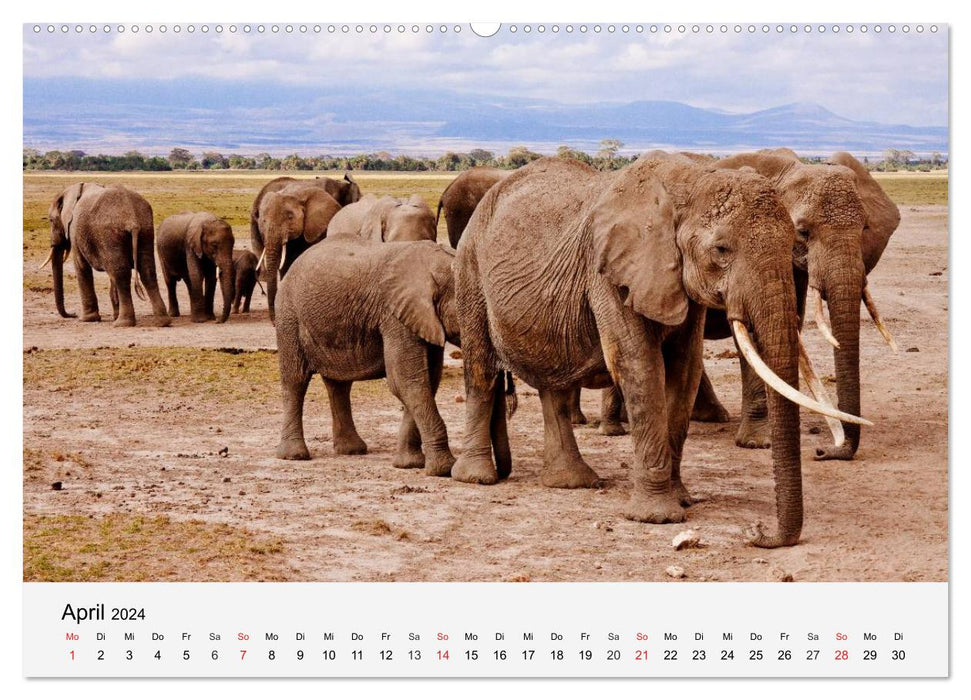 Afrikas Dickhäuter. Hippos, Nashörner und Elefanten (CALVENDO Wandkalender 2024)