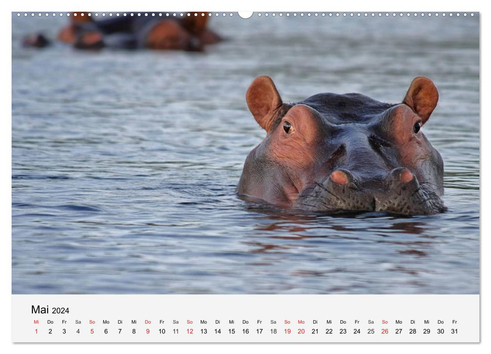 Les pachydermes d'Afrique. Hippopotames, rhinocéros et éléphants (Calendrier mural CALVENDO 2024) 