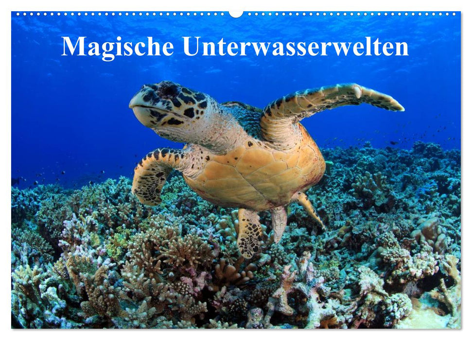 Magische Unterwasserwelten (CALVENDO Wandkalender 2024)