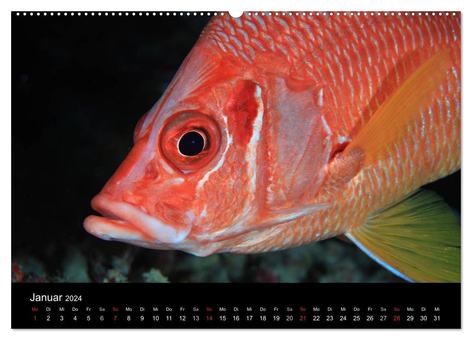 Magical underwater worlds (CALVENDO wall calendar 2024) 