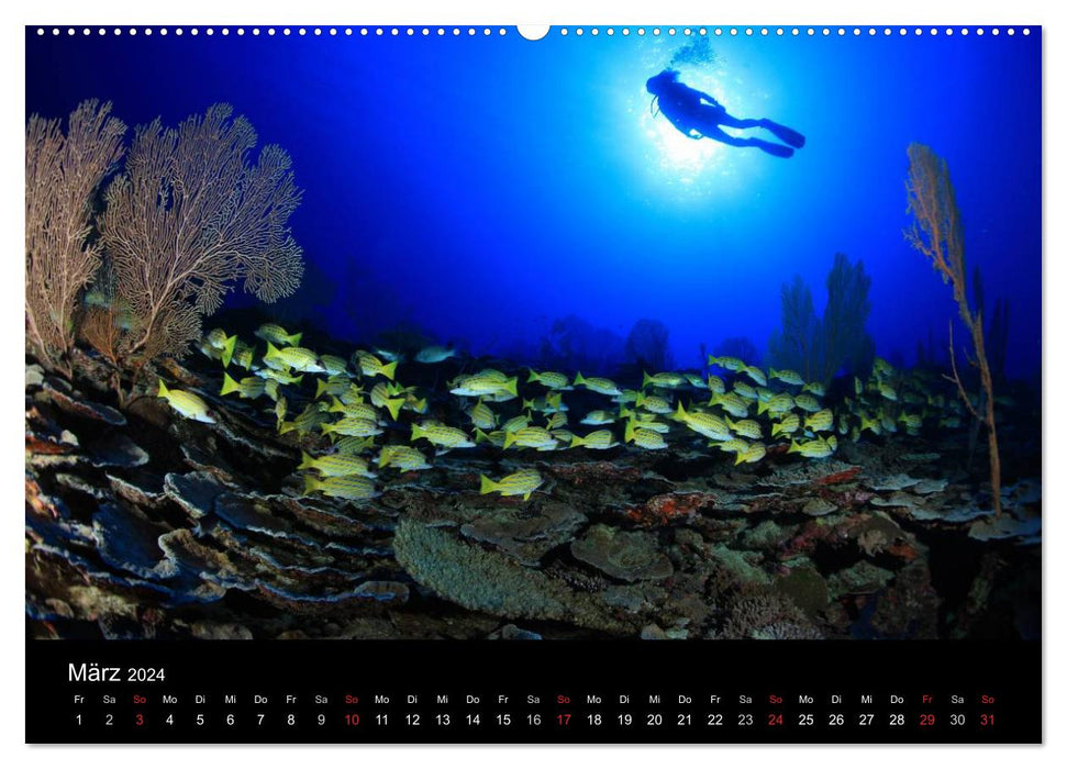 Magische Unterwasserwelten (CALVENDO Wandkalender 2024)