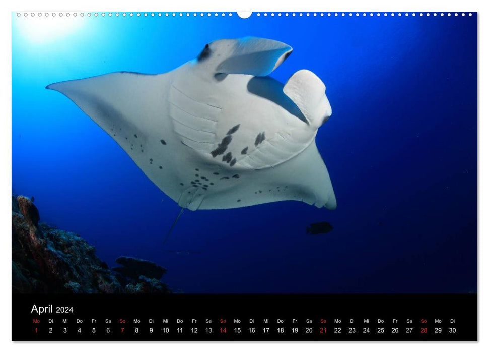 Magical underwater worlds (CALVENDO wall calendar 2024) 