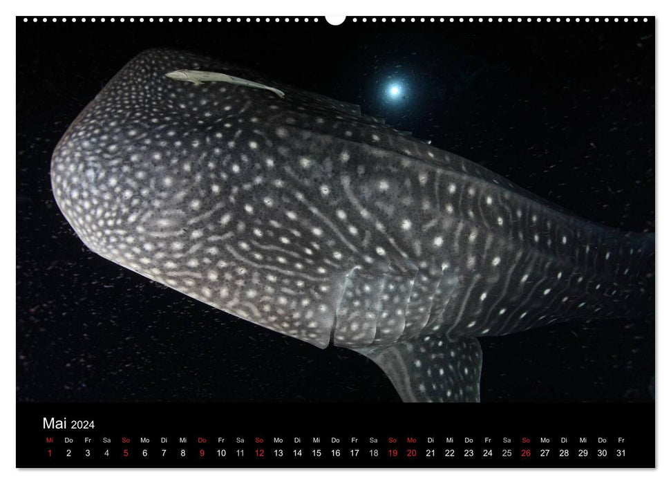 Magical underwater worlds (CALVENDO wall calendar 2024) 