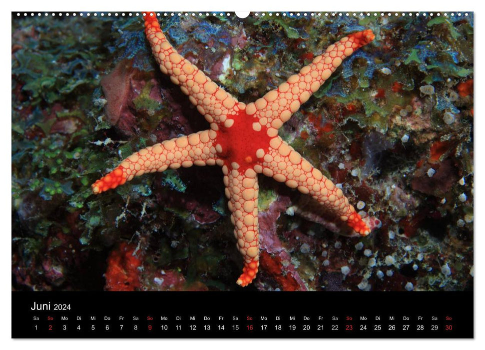 Magical underwater worlds (CALVENDO wall calendar 2024) 