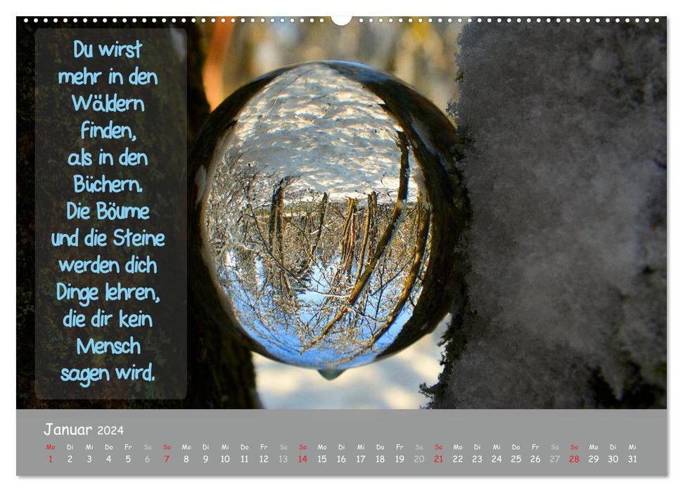 Wunderbare Waldkugeln (CALVENDO Premium Wandkalender 2024)