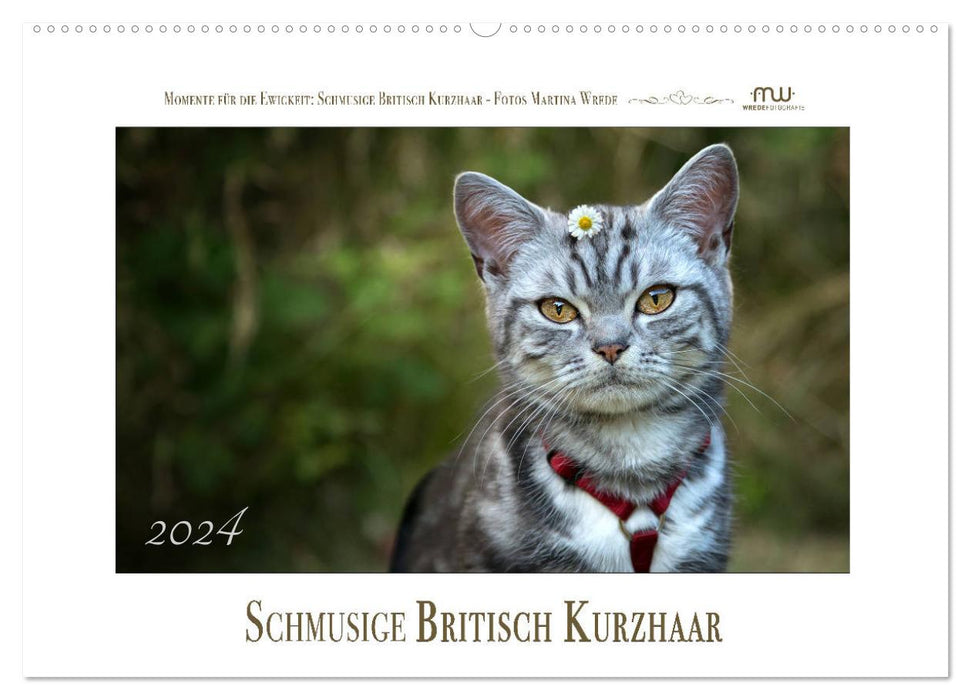 British Shorthair câlin (Calendrier mural CALVENDO 2024) 