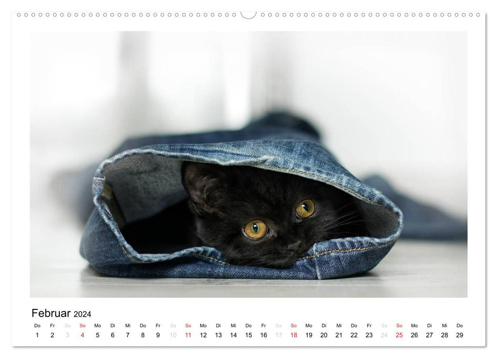 Cuddly British Shorthair (CALVENDO Wall Calendar 2024) 