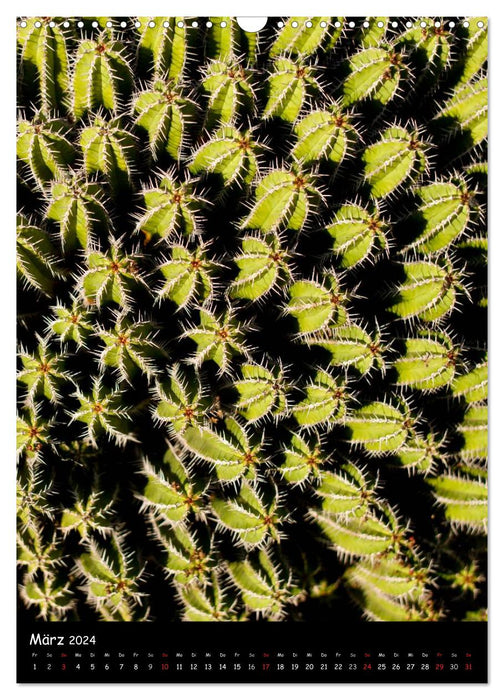 Perspectives de cactus (Calendrier mural CALVENDO 2024) 