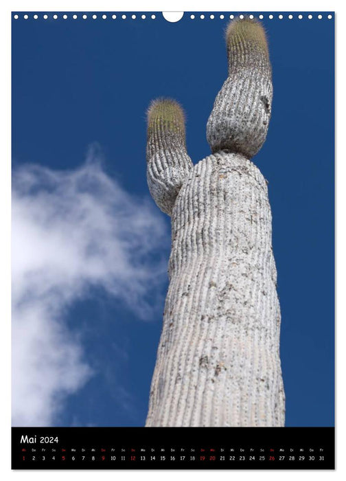 Perspectives de cactus (Calendrier mural CALVENDO 2024) 