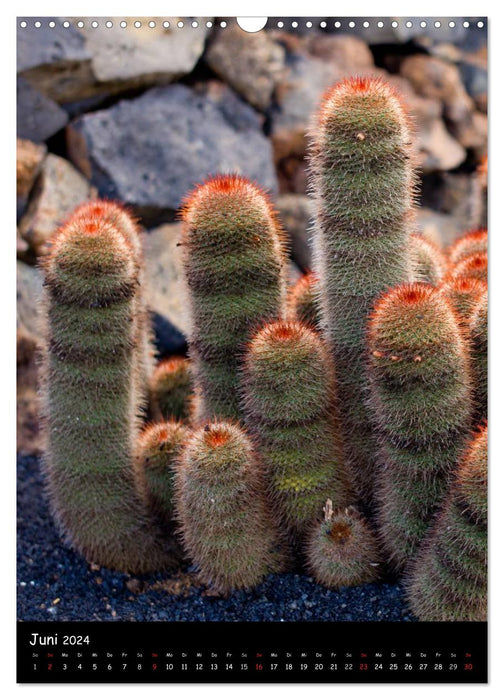 Cacti perspectives (CALVENDO wall calendar 2024) 