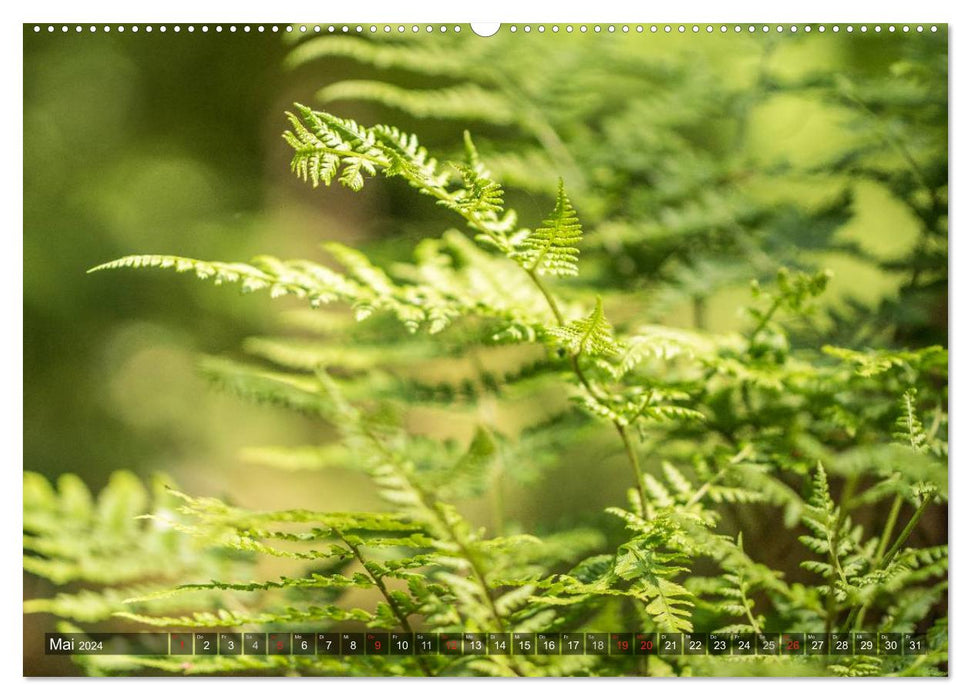 Feng Shui Farben - Element: Holz (CALVENDO Wandkalender 2024)