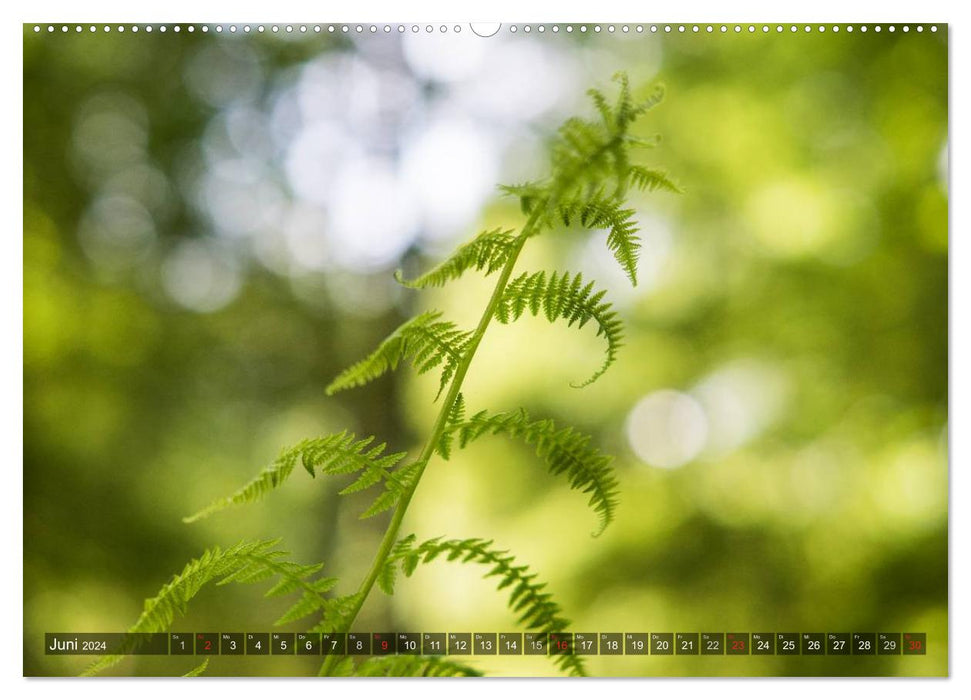 Couleurs Feng Shui - Élément : Bois (Calendrier mural CALVENDO 2024) 