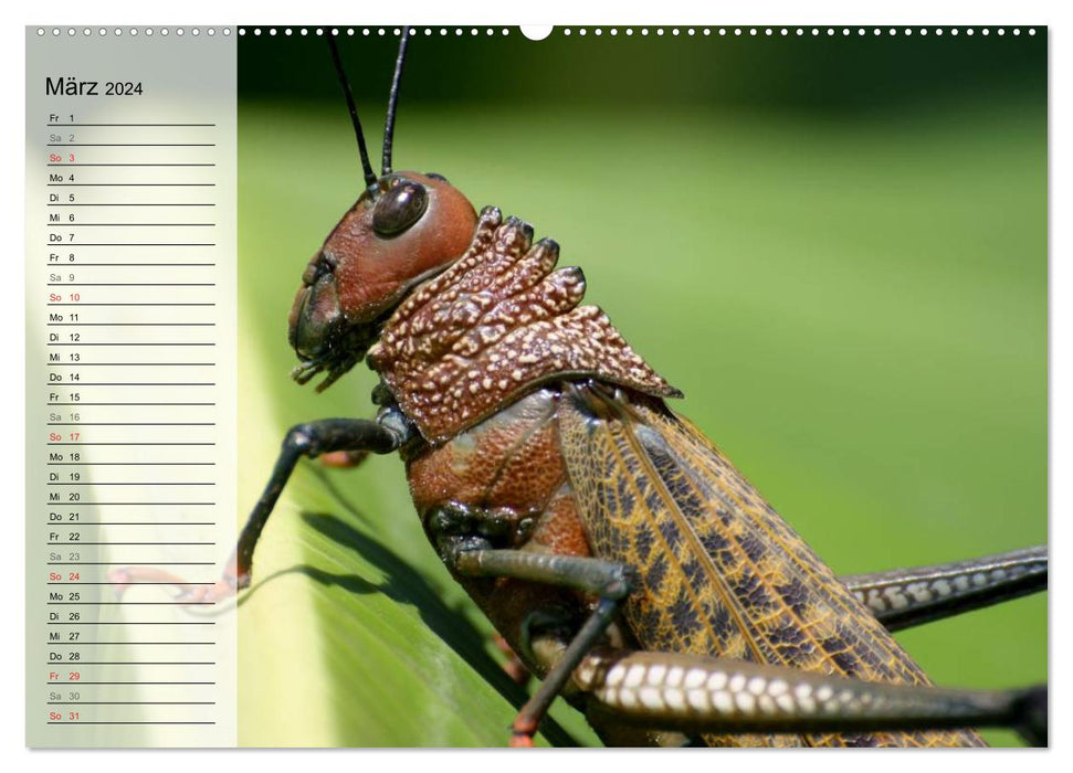 Die geheimnisvolle Welt der Insekten (CALVENDO Premium Wandkalender 2024)