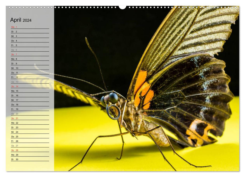 Die geheimnisvolle Welt der Insekten (CALVENDO Premium Wandkalender 2024)