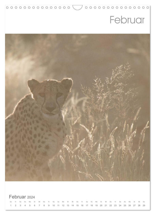 BIG CATS - Les grands félins de Namibie (Calendrier mural CALVENDO 2024) 