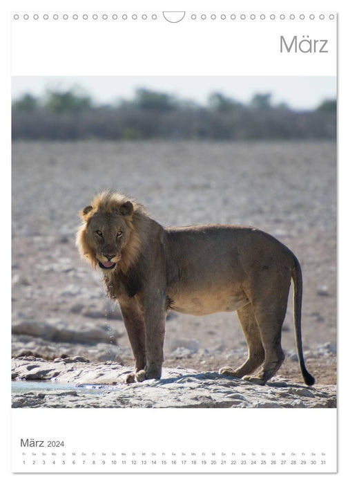 BIG CATS - Namibia's big cats (CALVENDO wall calendar 2024) 