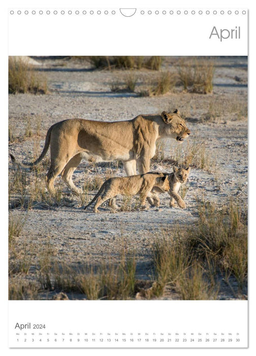 BIG CATS - Les grands félins de Namibie (Calendrier mural CALVENDO 2024) 