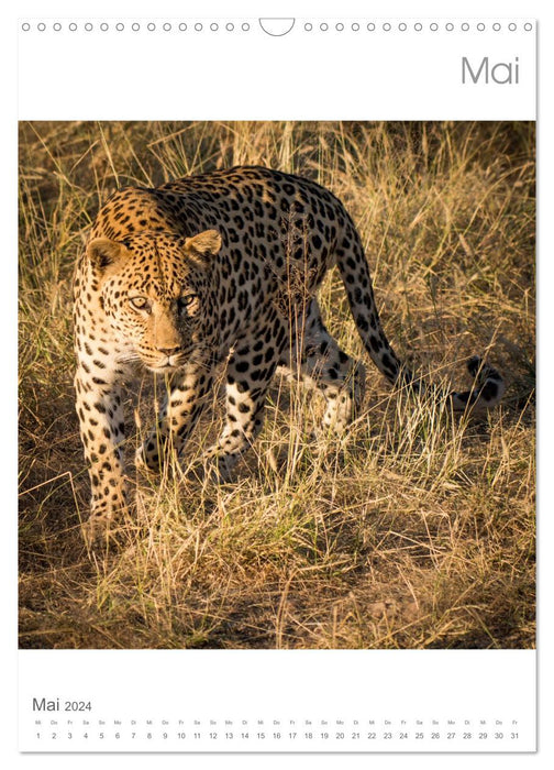 BIG CATS - Namibias Raubkatzen (CALVENDO Wandkalender 2024)