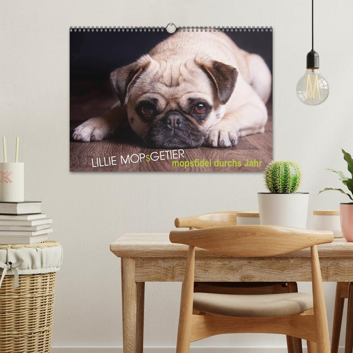 Lillie Pug Getier - mopsfidel throughout the year (CALVENDO wall calendar 2024) 