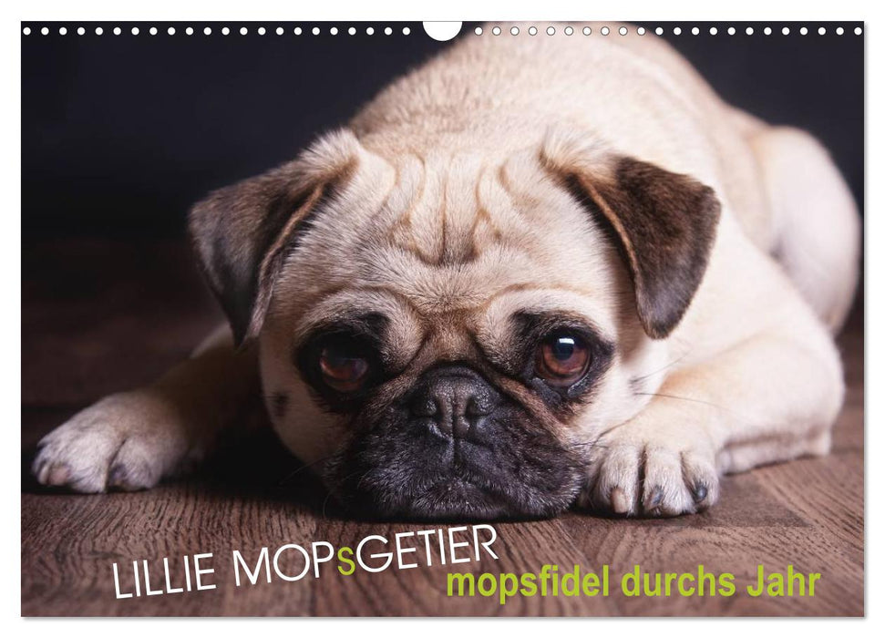Lillie Pug Getier - mopsfidel tout au long de l'année (calendrier mural CALVENDO 2024) 