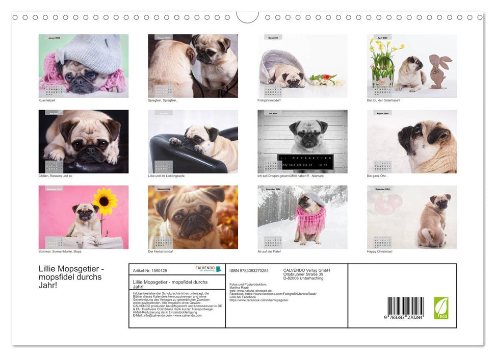 Lillie Pug Getier - mopsfidel throughout the year (CALVENDO wall calendar 2024) 