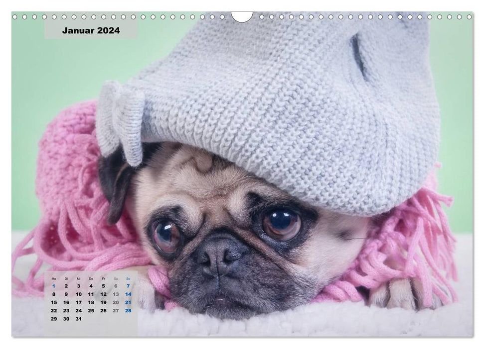 Lillie Pug Getier - mopsfidel throughout the year (CALVENDO wall calendar 2024) 