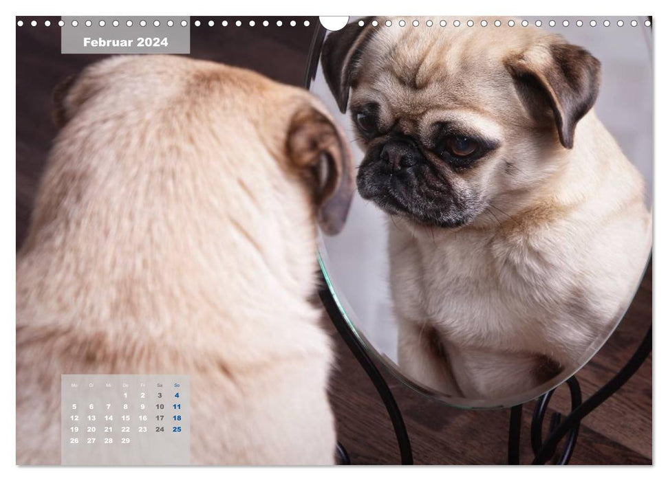 Lillie Pug Getier - mopsfidel throughout the year (CALVENDO wall calendar 2024) 