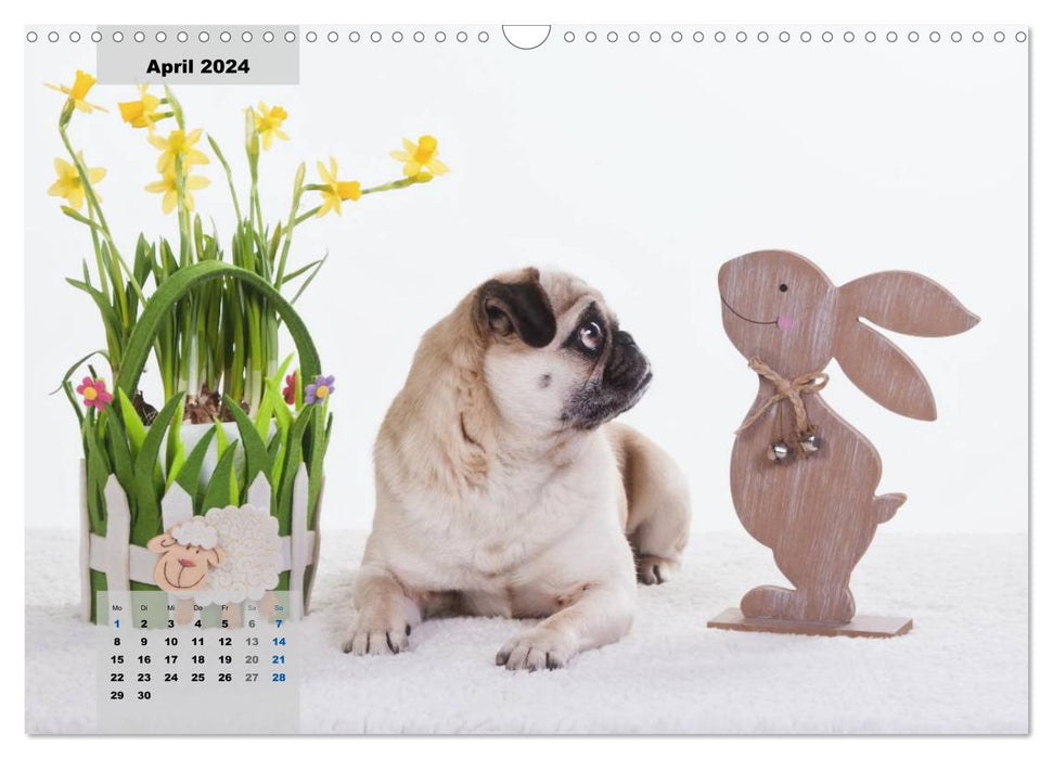 Lillie Pug Getier - mopsfidel tout au long de l'année (calendrier mural CALVENDO 2024) 