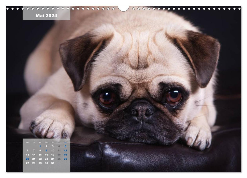 Lillie Pug Getier - mopsfidel tout au long de l'année (calendrier mural CALVENDO 2024) 