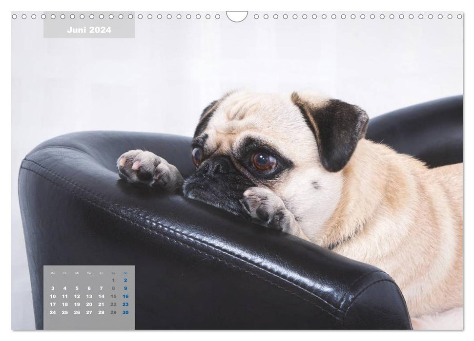 Lillie Pug Getier - mopsfidel throughout the year (CALVENDO wall calendar 2024) 