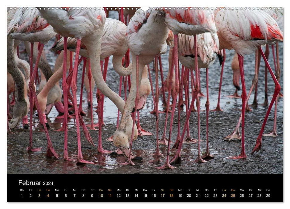 Namibie - vaste terre sauvage (Calvendo Premium Wall Calendar 2024) 