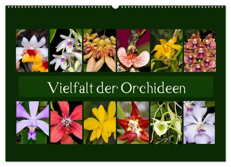 Diversité des orchidées (Calendrier mural CALVENDO 2024) 