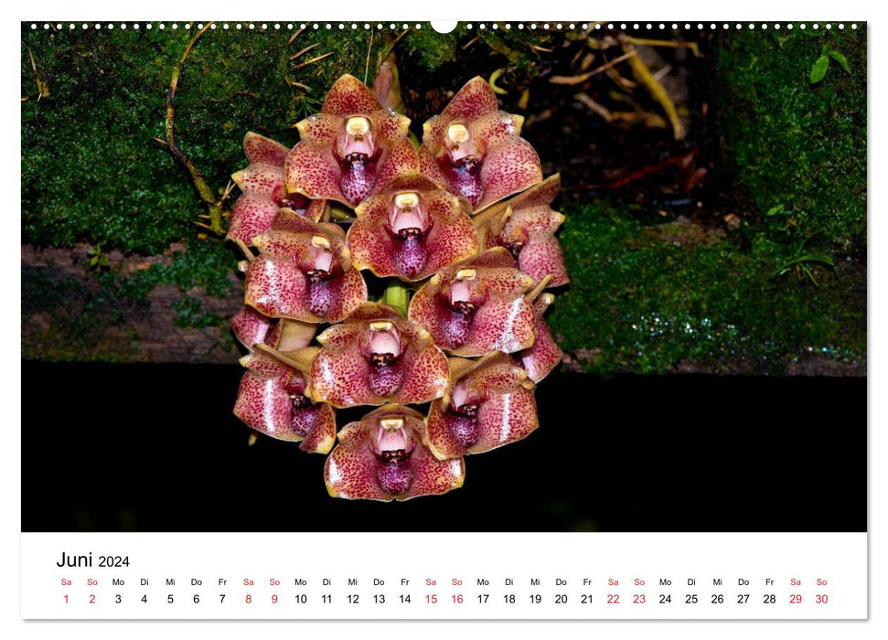 Diversité des orchidées (Calendrier mural CALVENDO 2024) 