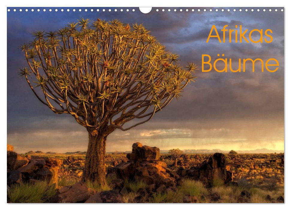 Les arbres d'Afrique (Calendrier mural CALVENDO 2024) 