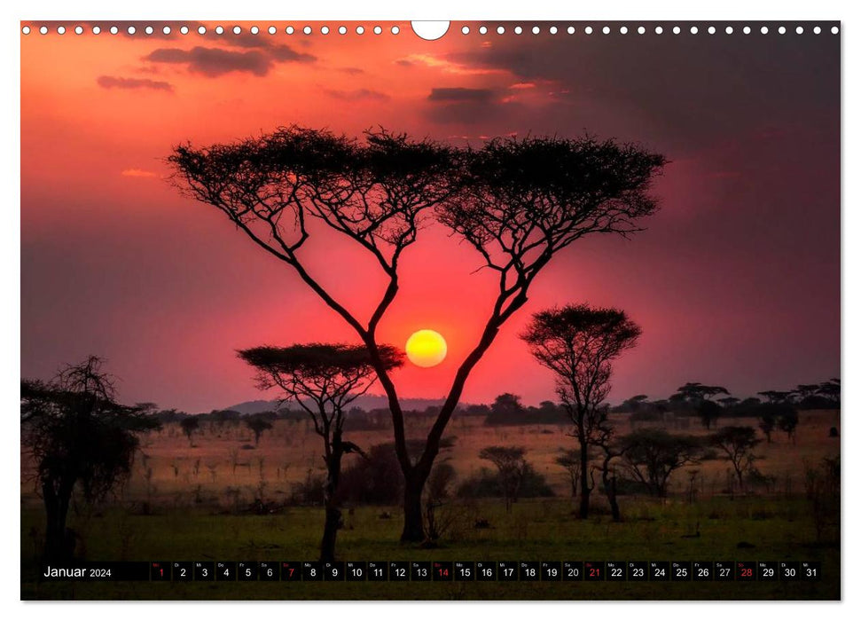 Les arbres d'Afrique (Calendrier mural CALVENDO 2024) 