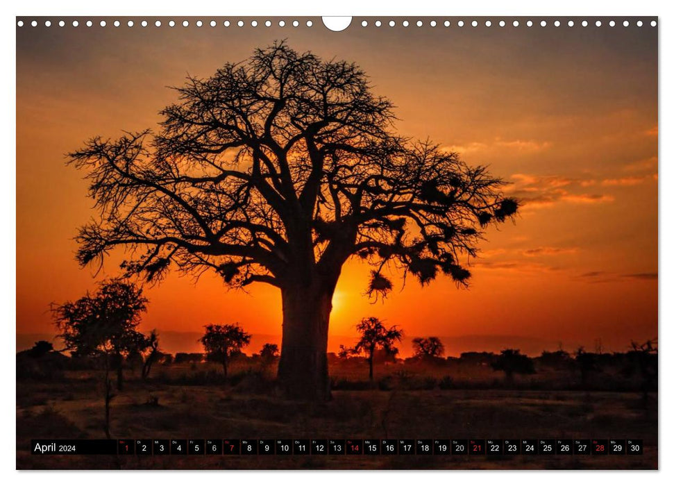 Les arbres d'Afrique (Calendrier mural CALVENDO 2024) 