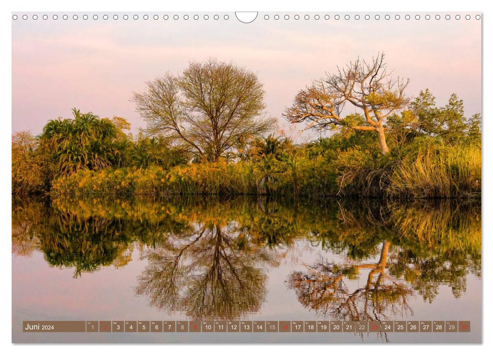 Les arbres d'Afrique (Calendrier mural CALVENDO 2024) 