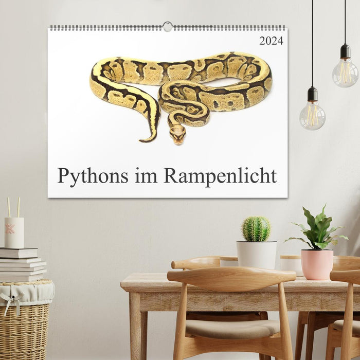Pythons in the spotlight (CALVENDO wall calendar 2024) 
