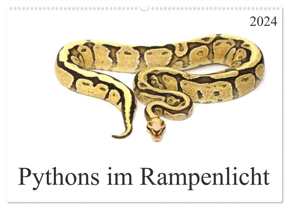 Pythons in the spotlight (CALVENDO wall calendar 2024) 