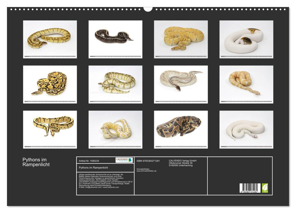 Pythons in the spotlight (CALVENDO wall calendar 2024) 