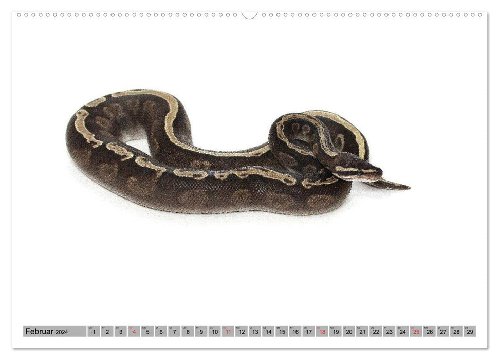 Les pythons à l'honneur (Calendrier mural CALVENDO 2024) 
