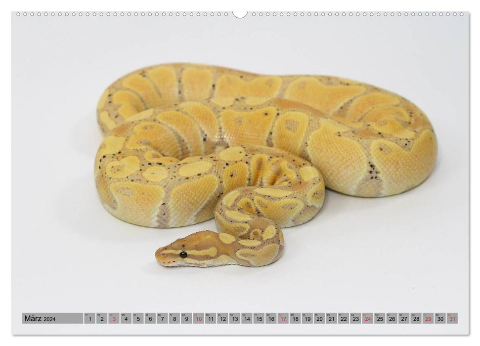 Pythons in the spotlight (CALVENDO wall calendar 2024) 