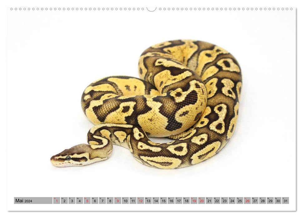 Pythons im Rampenlicht (CALVENDO Wandkalender 2024)