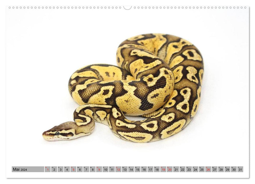 Pythons in the spotlight (CALVENDO wall calendar 2024) 