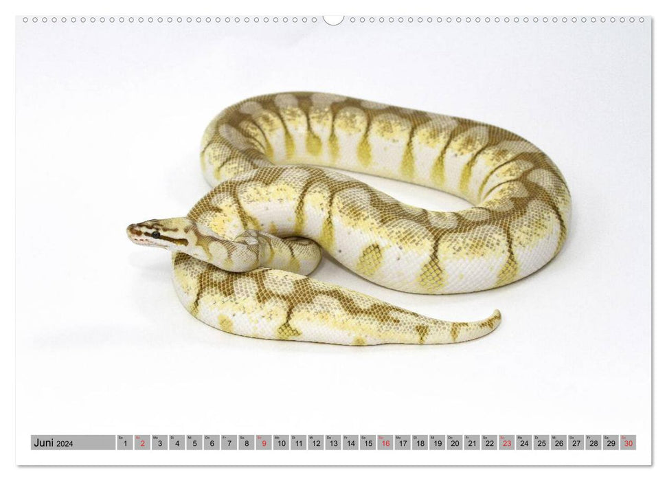 Pythons in the spotlight (CALVENDO wall calendar 2024) 