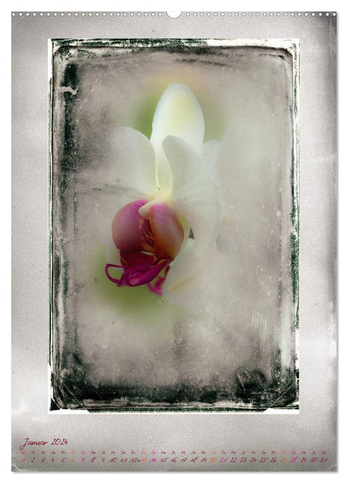 Shabby - Orchidee, Interpretation auf alten Fotoplatten (CALVENDO Premium Wandkalender 2024)