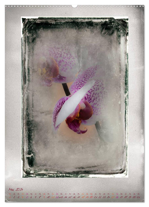 Shabby - orchid, interpretation on old photo plates (CALVENDO Premium Wall Calendar 2024) 