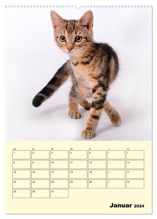 Kitten - Theater (CALVENDO Premium Wall Calendar 2024) 